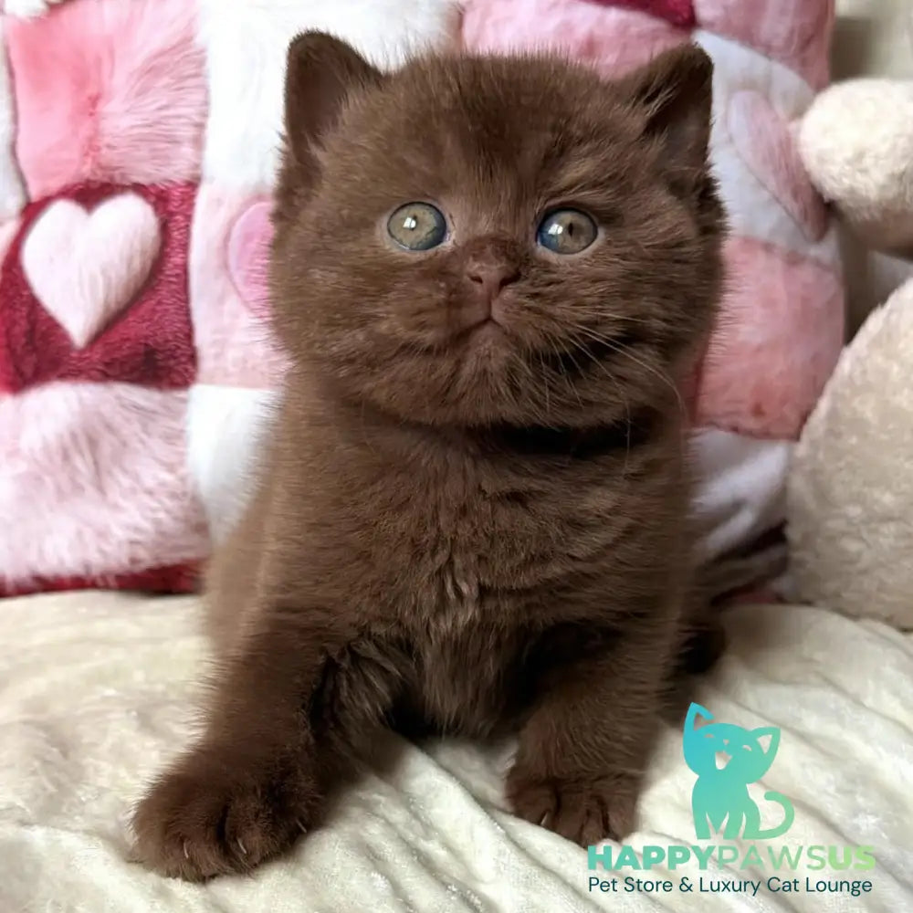 Dolce Vita British Shorthair female cinnamon - live animals