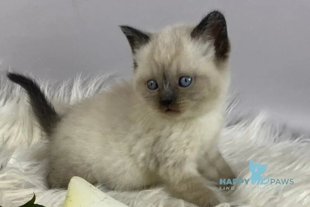 Dolce Vita Scottish Straight female black pointed - live animals