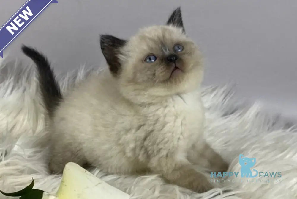 Dolce Vita Scottish Straight female black pointed - live animals