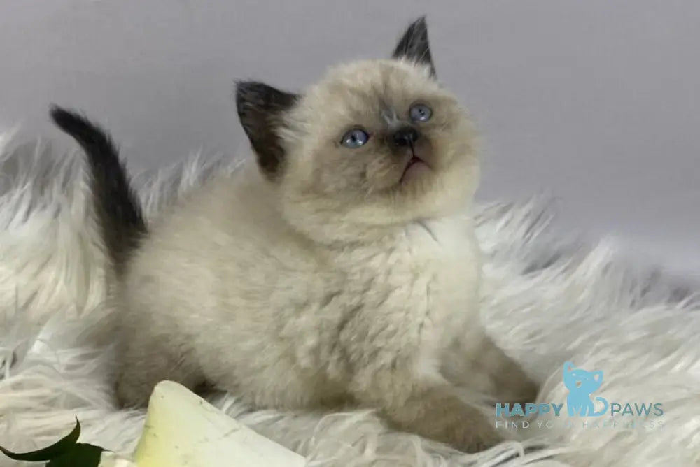 Dolce Vita Scottish Straight female black pointed - live animals