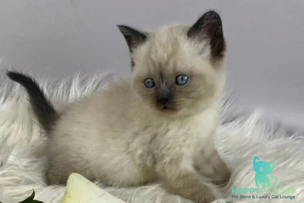 Dolce Vita Scottish Straight female black pointed - live animals