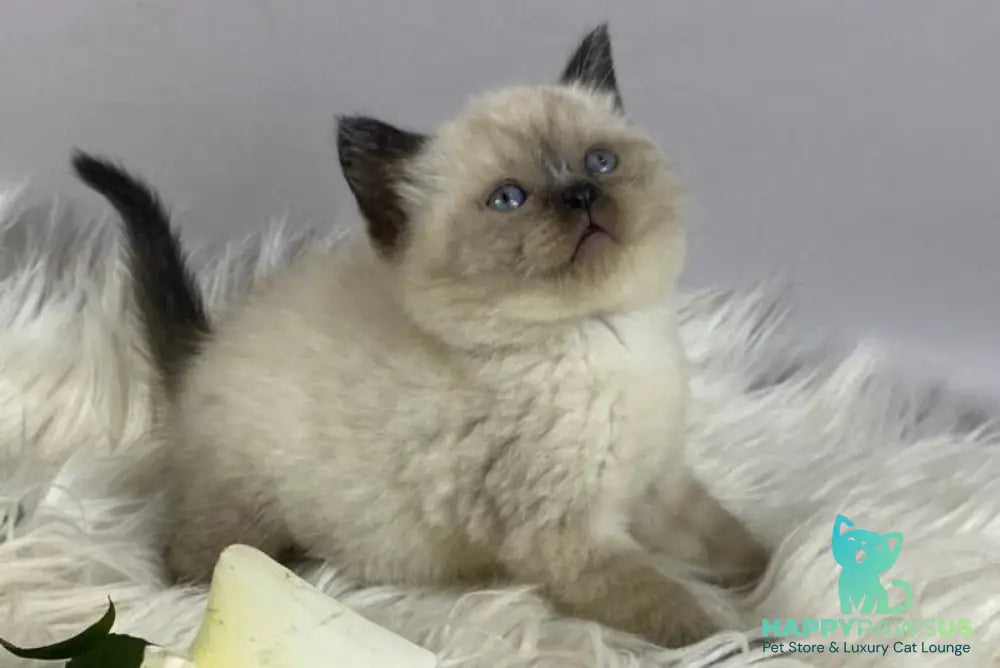 Dolce Vita Scottish Straight female black pointed - live animals