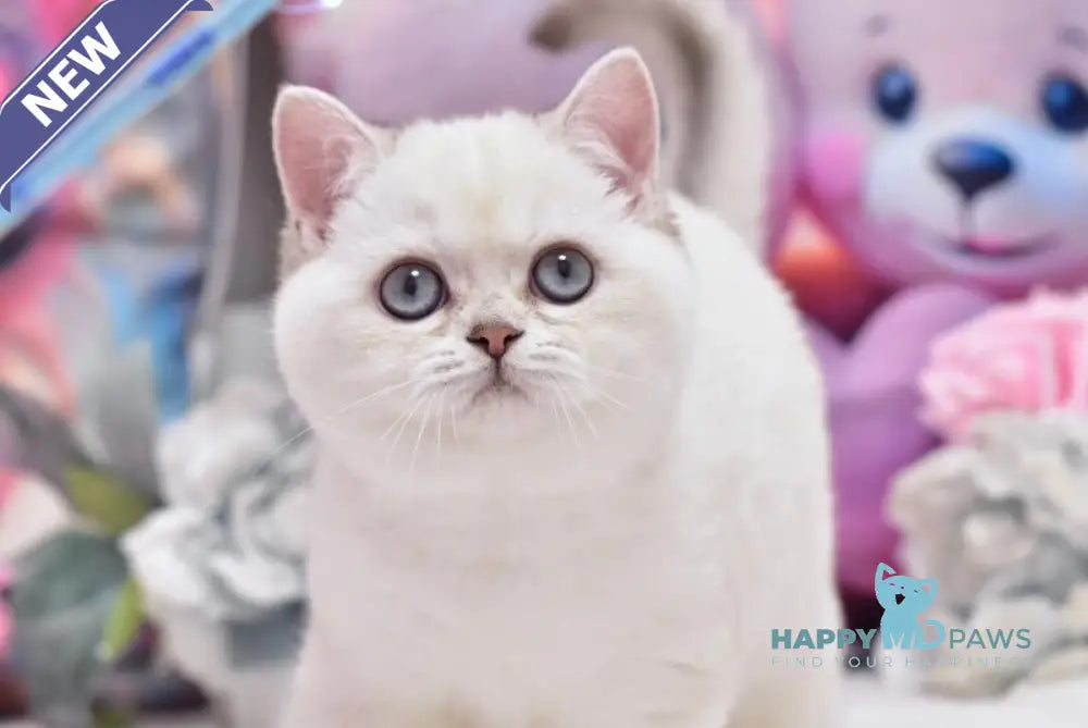 Dolly British Shorthair female black silver shaded pointed live animals