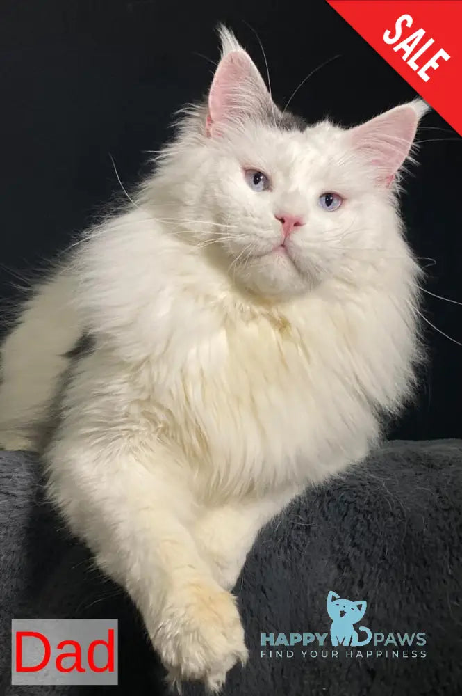 Dolly Maine Coon female black silver tabby live animals