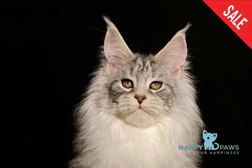 Dolly Maine Coon female black silver tabby live animals