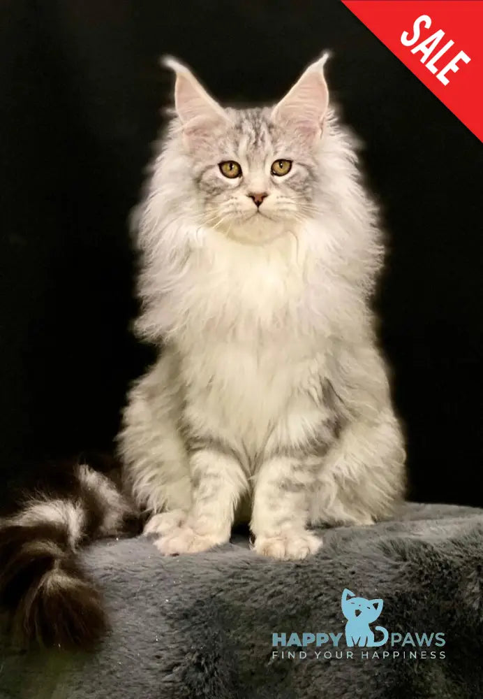 Dolly Maine Coon female black silver tabby live animals