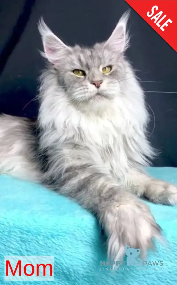 Dolly Maine Coon female black silver tabby live animals