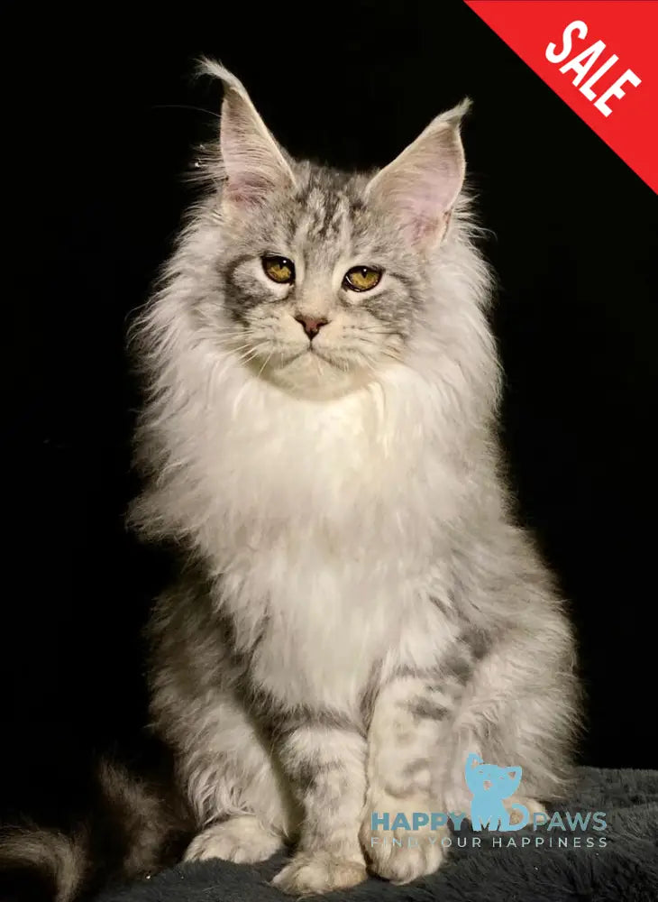 Dolly Maine Coon female black silver tabby live animals
