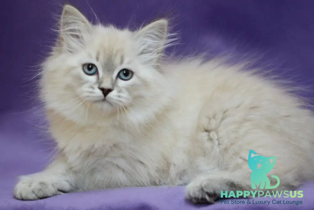 Dolly Neva Masquerade female blue tabby pointed - live animals