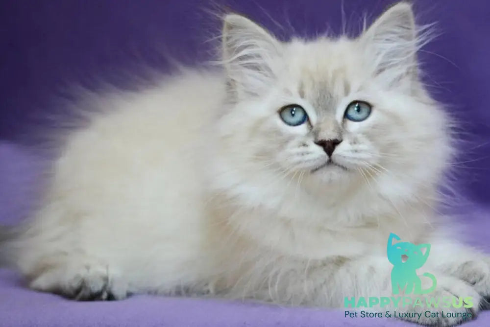 Dolly Neva Masquerade female blue tabby pointed - live animals