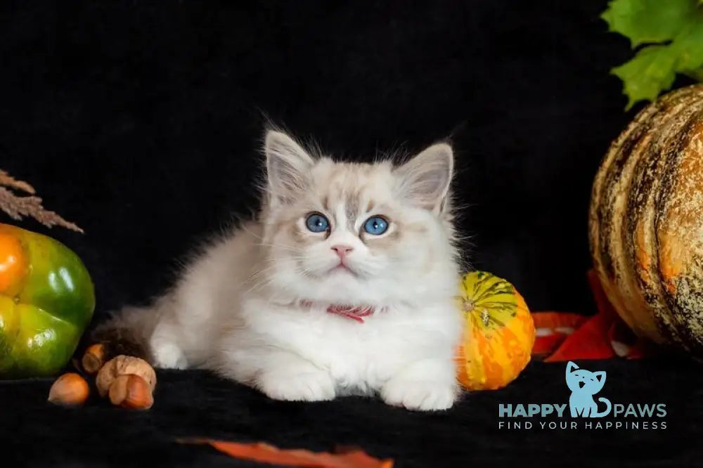 Dolly Ragdoll female seal lynx bicolour live animals