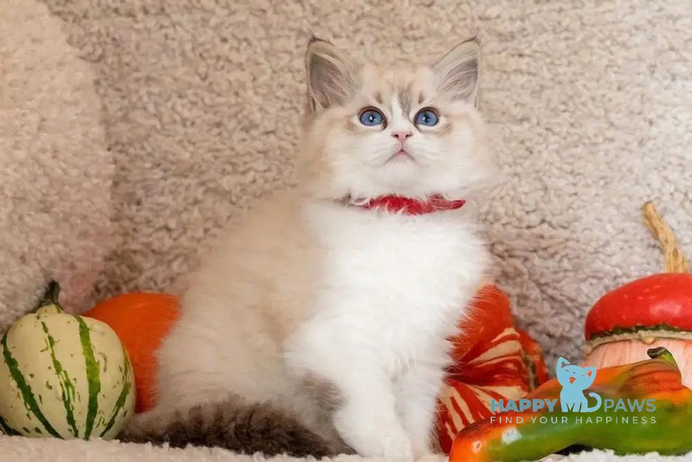 Dolly Ragdoll female seal lynx bicolour live animals