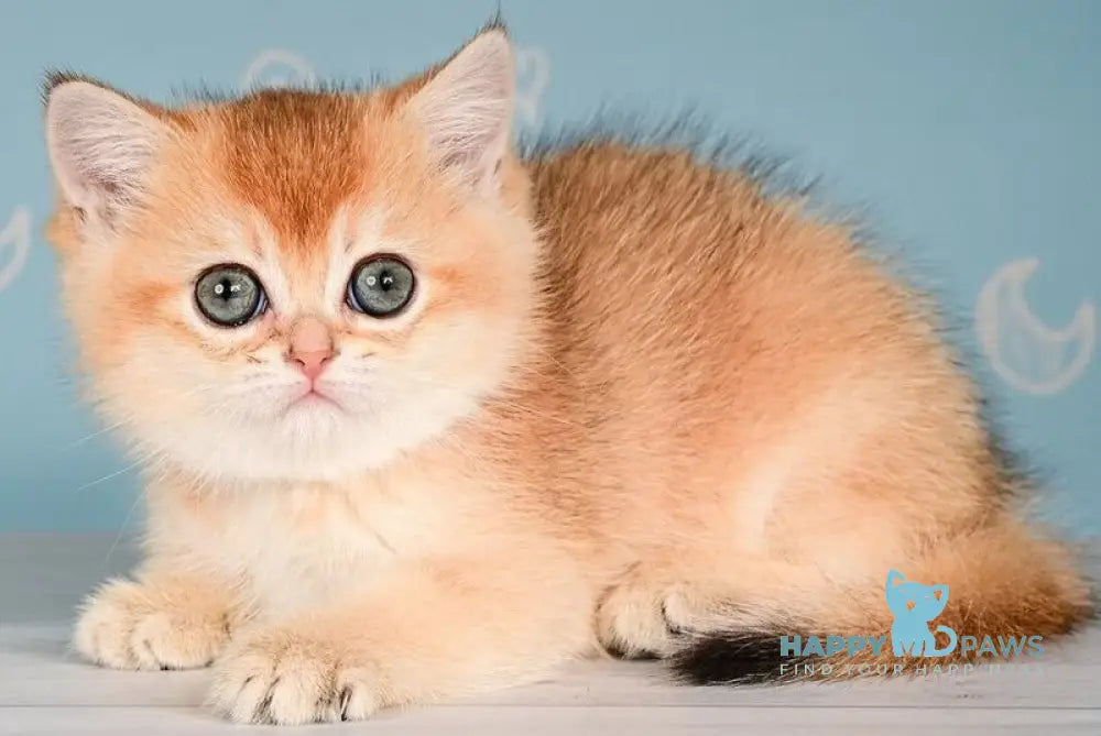 Dolly Scottish Straight female black golden shaded - live animals