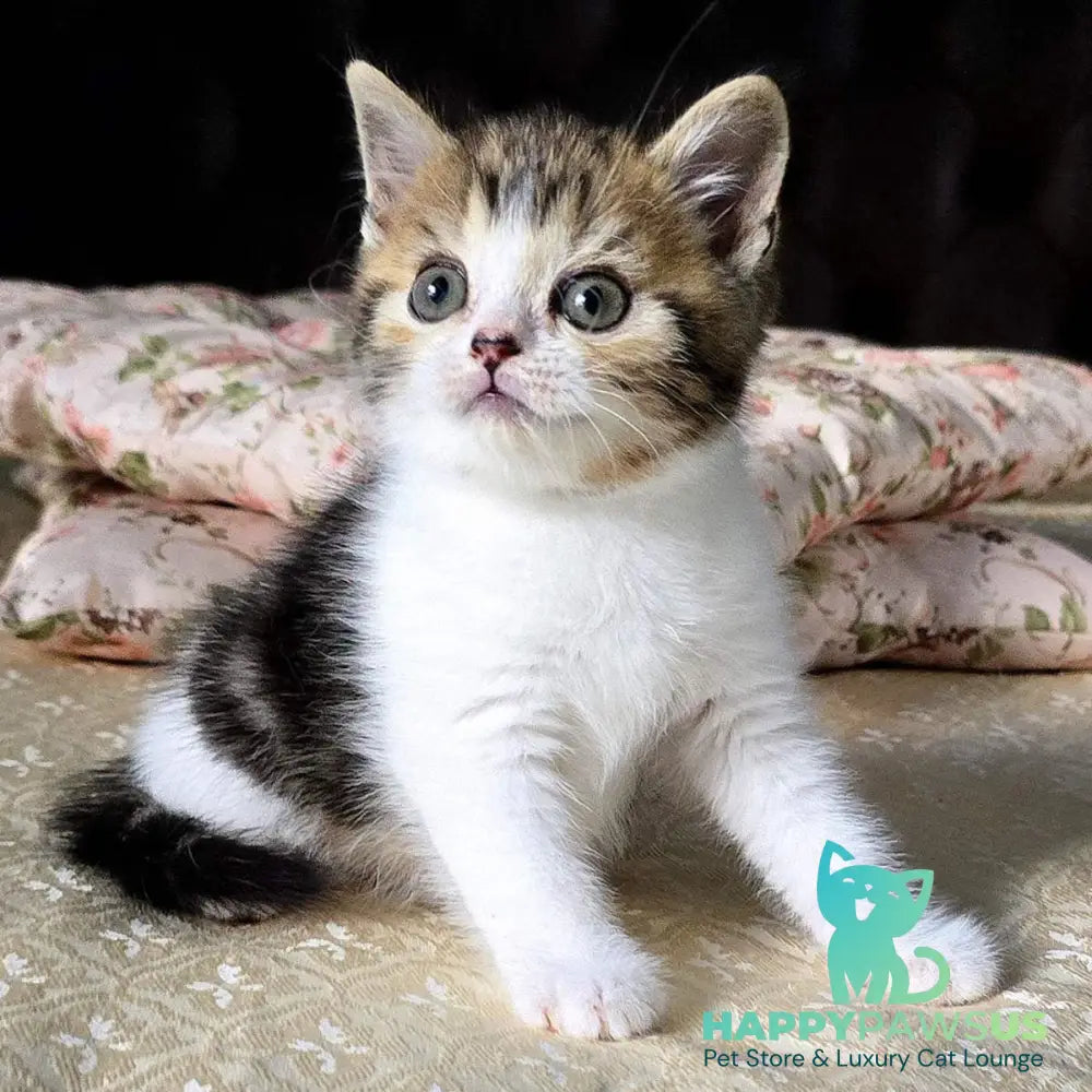 Dominic Scottish Straight male black tabby bicolour - live animals