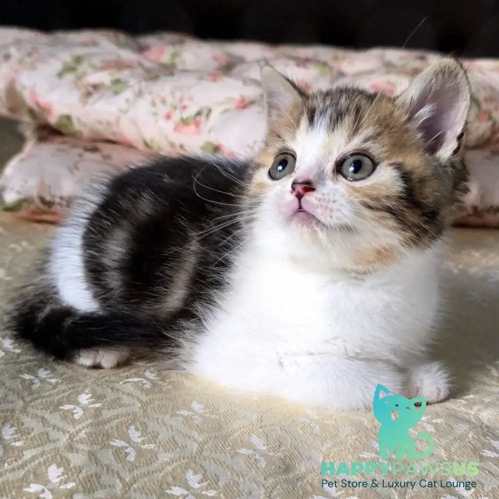Dominic Scottish Straight male black tabby bicolour - live animals