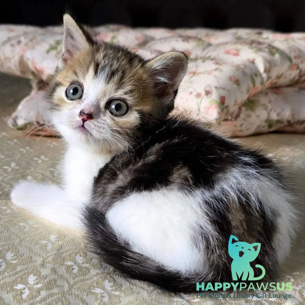 Dominic Scottish Straight male black tabby bicolour - live animals
