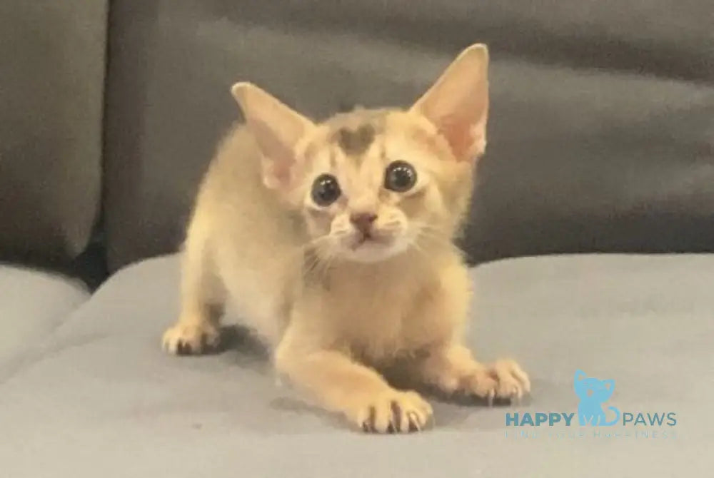 Dominica Abyssinian female blue live animals