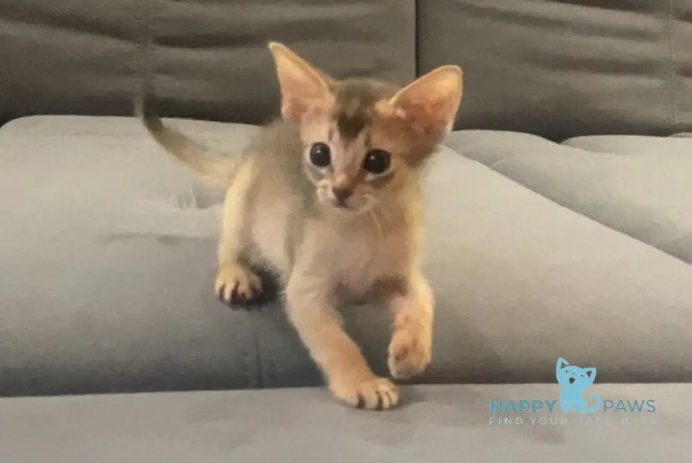 Dominica Abyssinian female blue live animals
