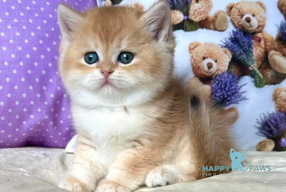 Dominica British Shorthair female black golden chinchilla live animals