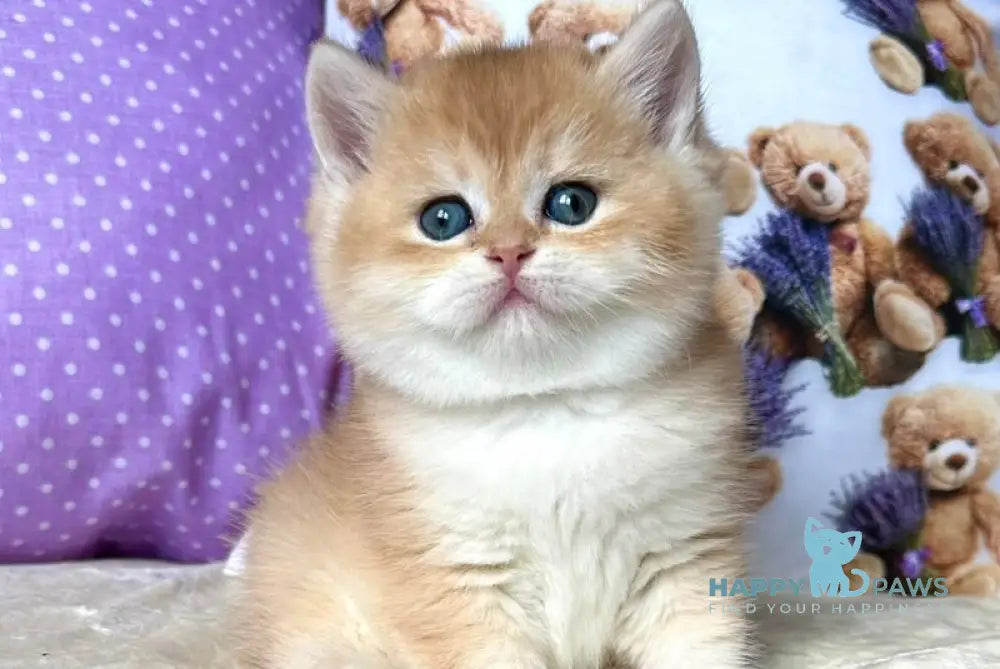 Dominica British Shorthair female black golden chinchilla live animals