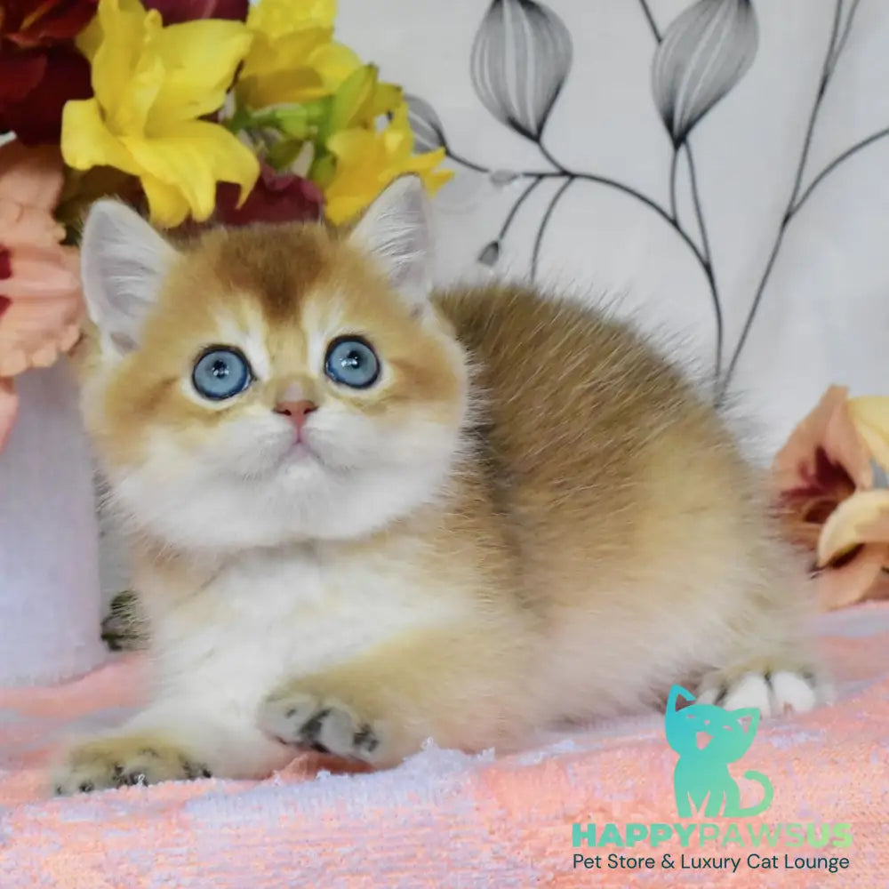 Dominik British Shorthair male black golden shaded - live animals