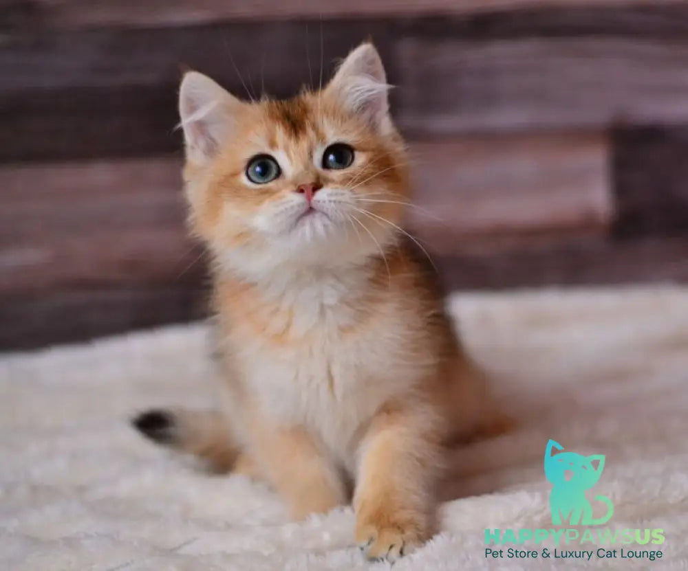 Dominik British Shorthair male black golden shaded - live animals