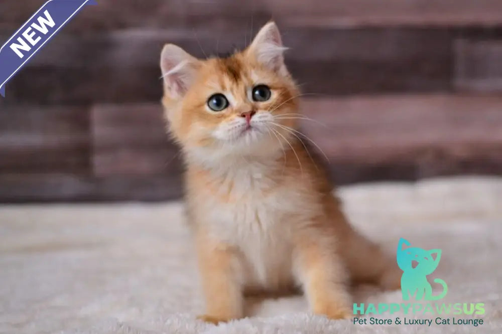 Dominik British Shorthair male black golden shaded - live animals