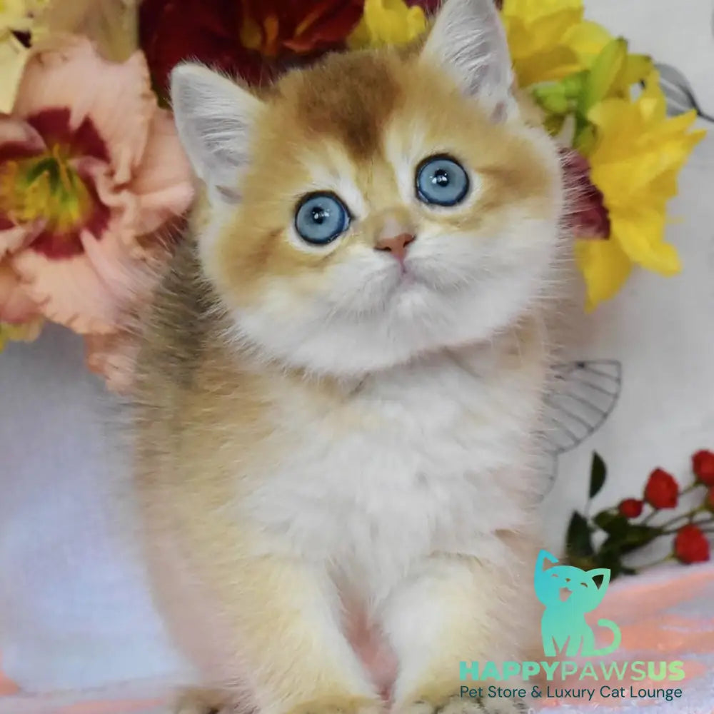 Dominik British Shorthair male black golden shaded - live animals