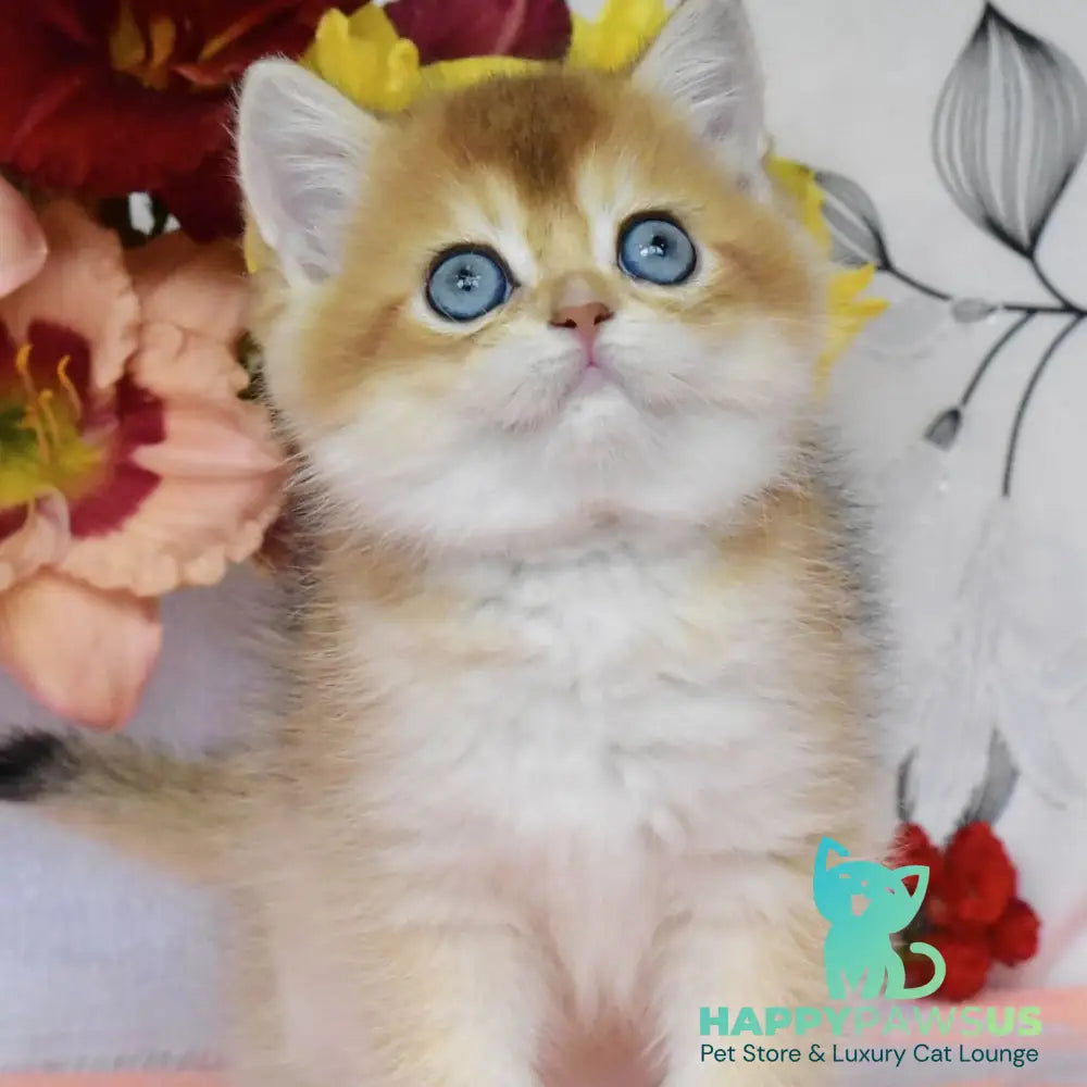 Dominik British Shorthair male black golden shaded - live animals