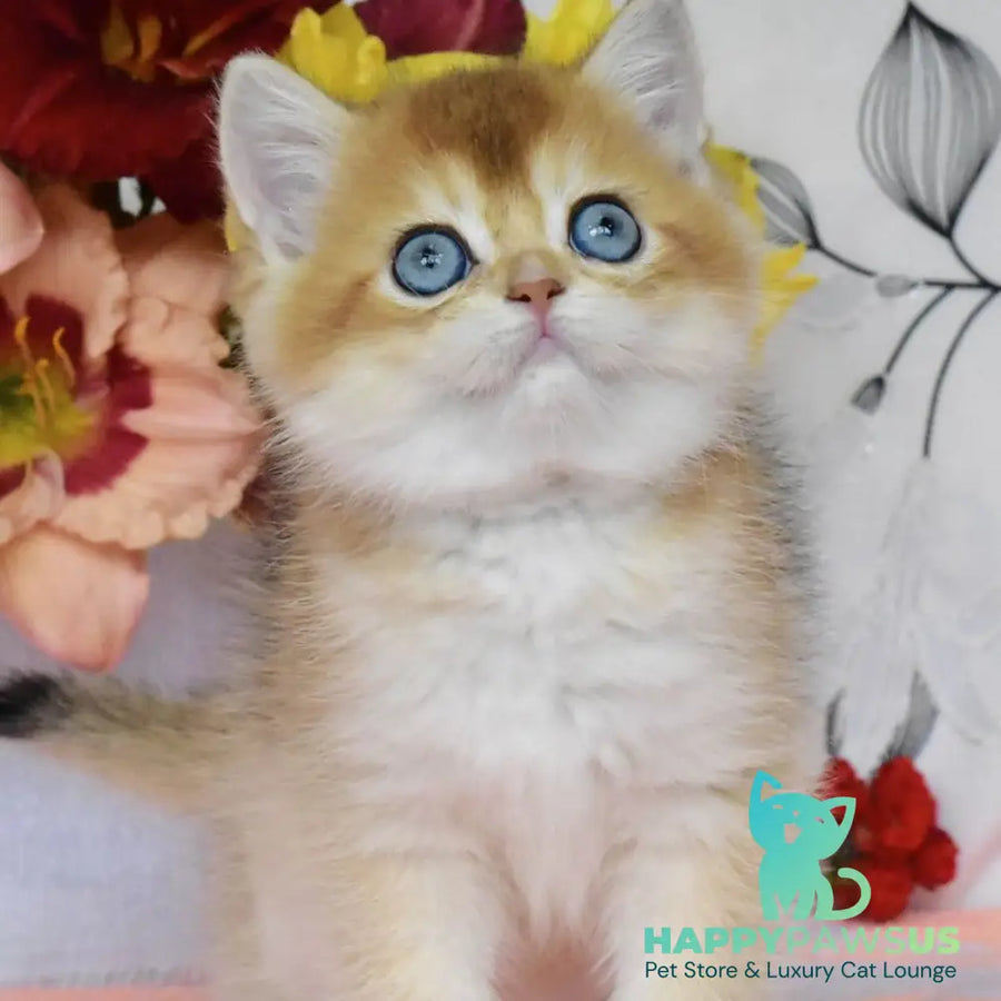 Dominik British Shorthair male black golden shaded - live animals