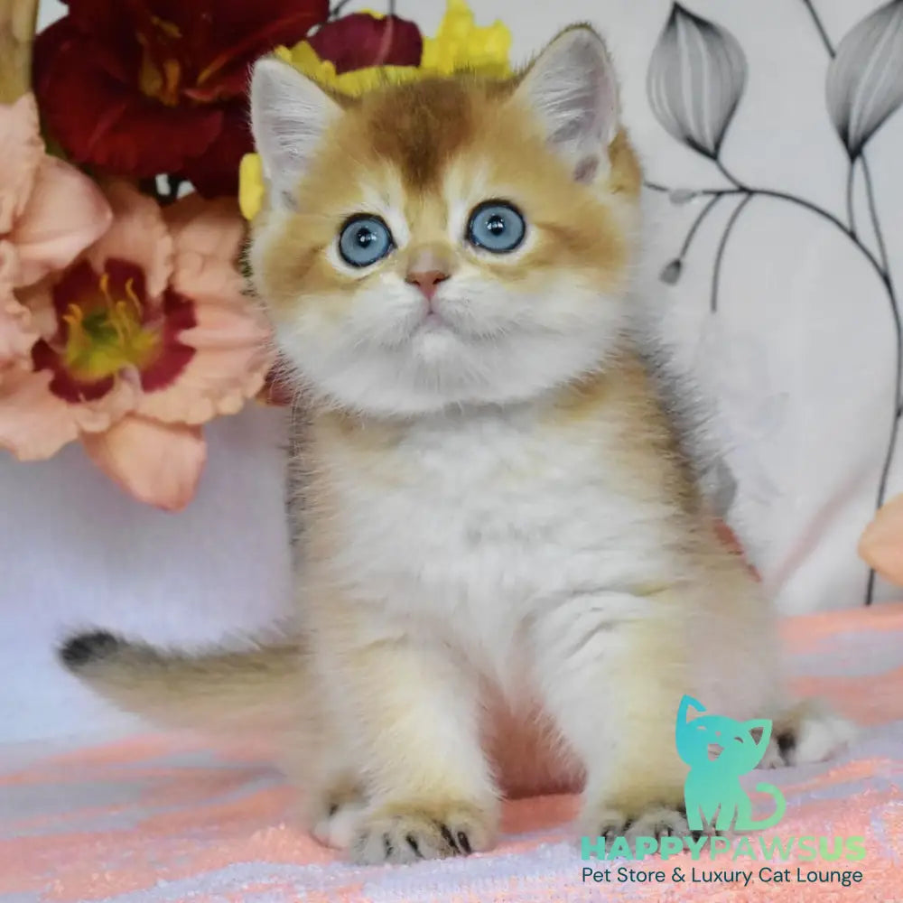Dominik British Shorthair male black golden shaded - live animals