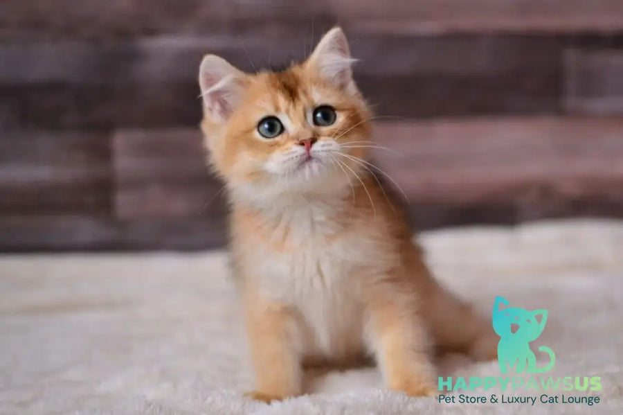 Dominik British Shorthair male black golden shaded - live animals
