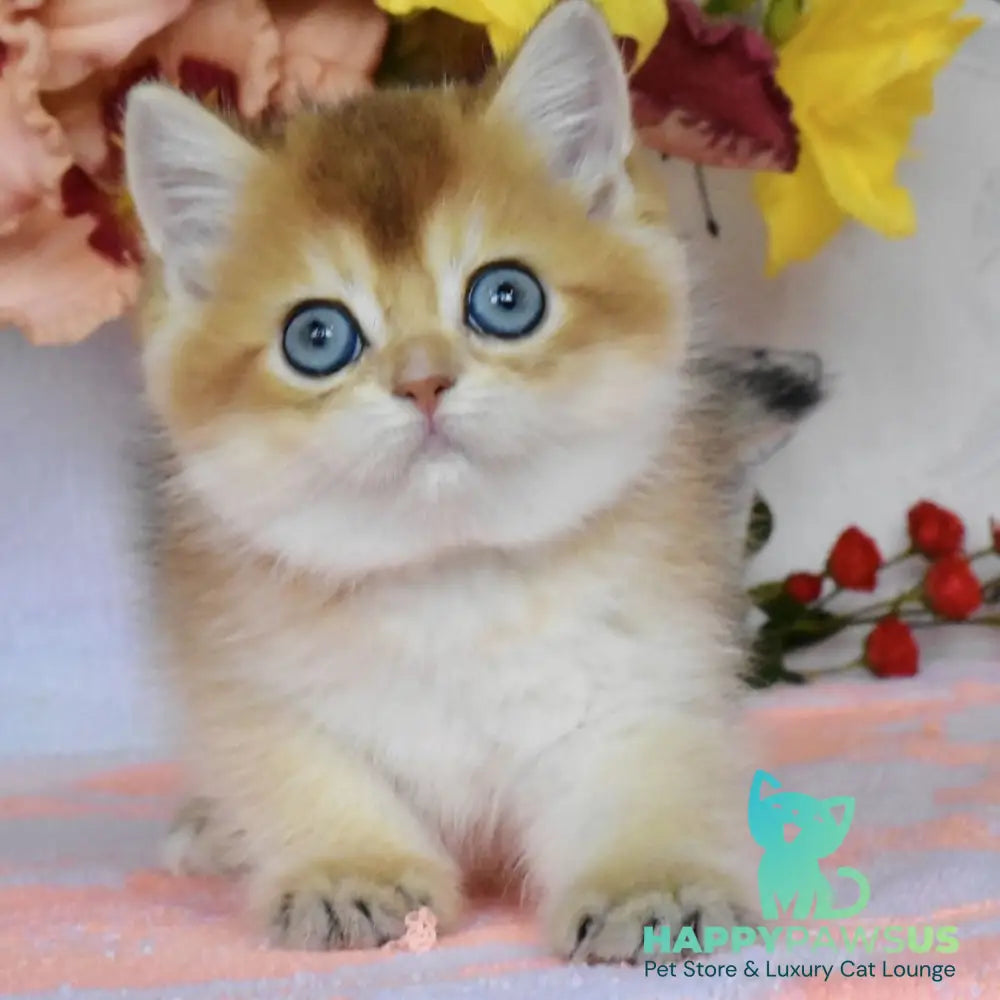 Dominik British Shorthair male black golden shaded - live animals