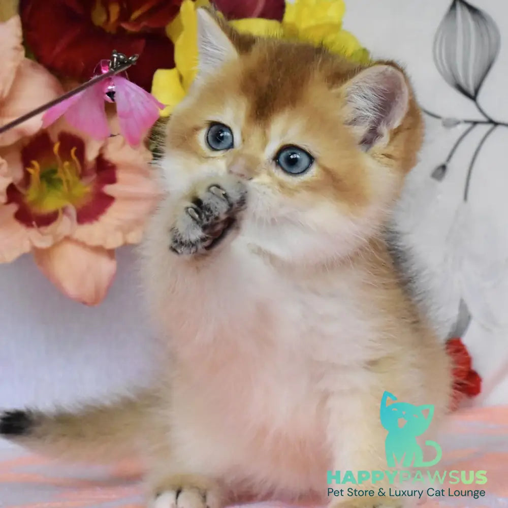 Dominik British Shorthair male black golden shaded - live animals
