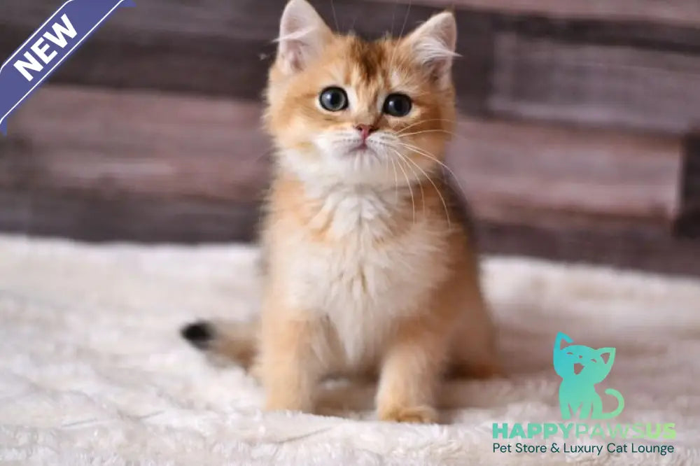 Dominik British Shorthair male black golden shaded - live animals