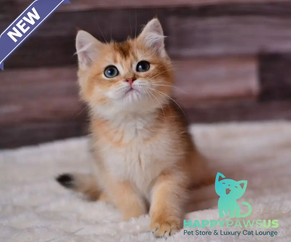 Dominik British Shorthair male black golden shaded - live animals