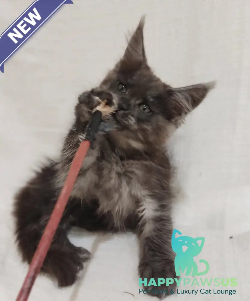 Dominik Maine Coon male black silver - live animals