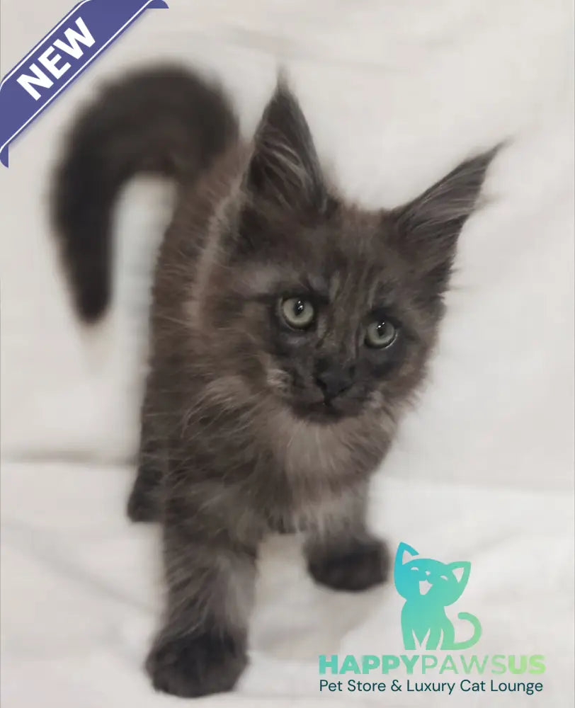 Dominik Maine Coon male black silver - live animals