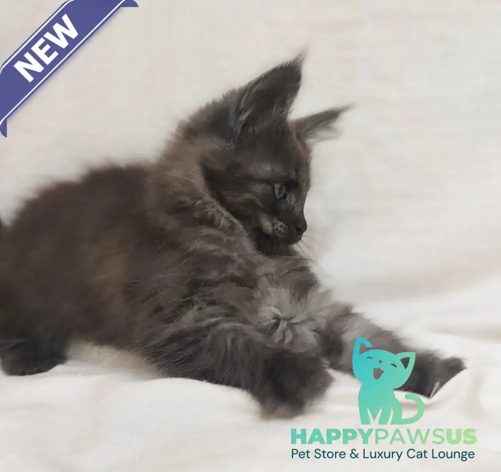 Dominik Maine Coon male black silver - live animals