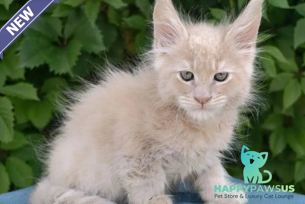 Dominik Maine Coon male cream - live animals