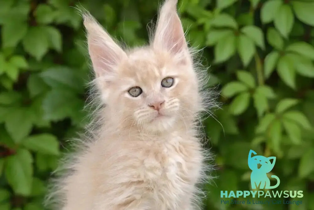 Dominik Maine Coon male cream - live animals