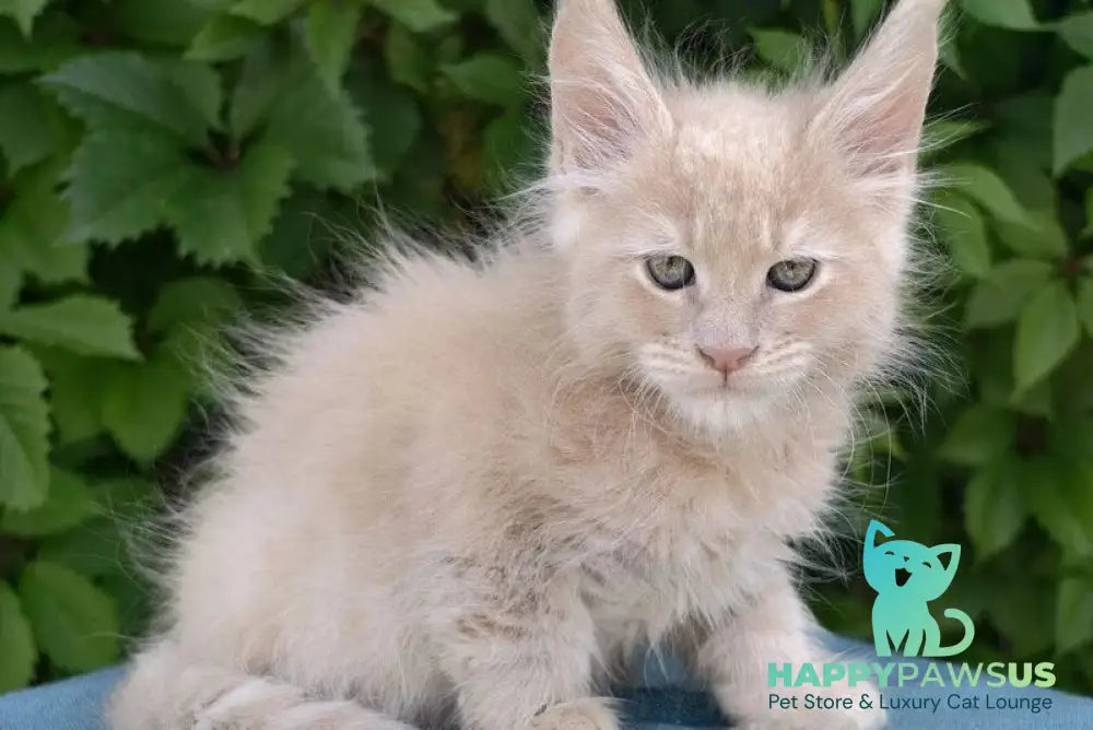 Dominik Maine Coon male cream - live animals