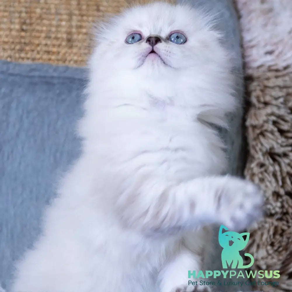 Dominik Scottish Fold male black tabby pointed - live animals