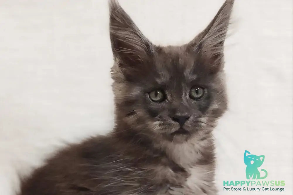 Dominika Maine Coon female black silver - live animals