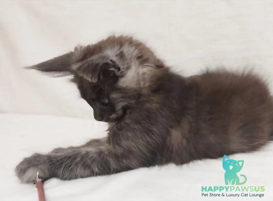 Dominika Maine Coon female black silver - live animals