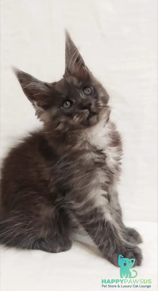 Dominika Maine Coon female black silver - live animals