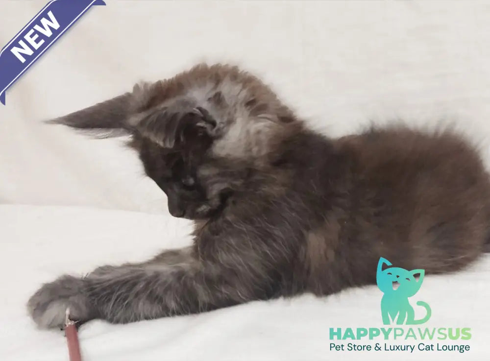 Dominika Maine Coon female black silver - live animals