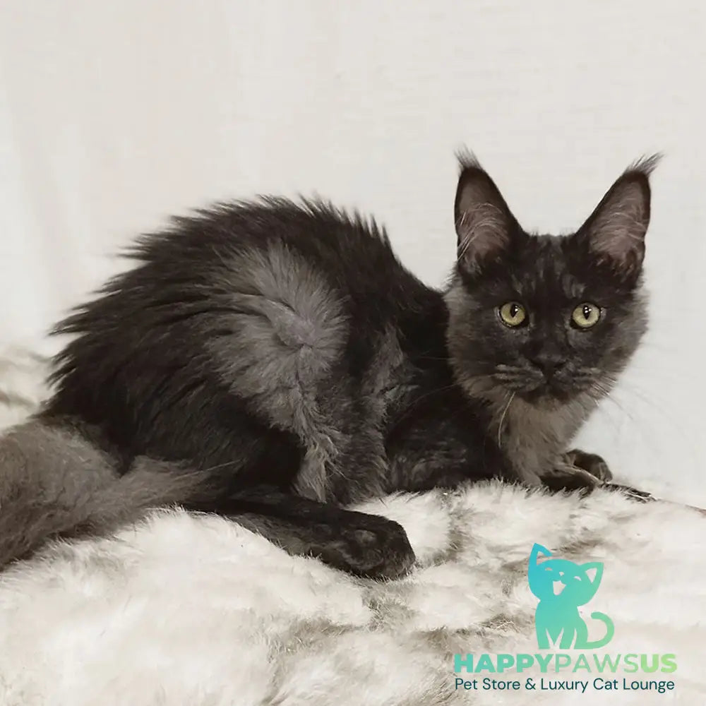 Dominika Maine Coon female black silver - live animals