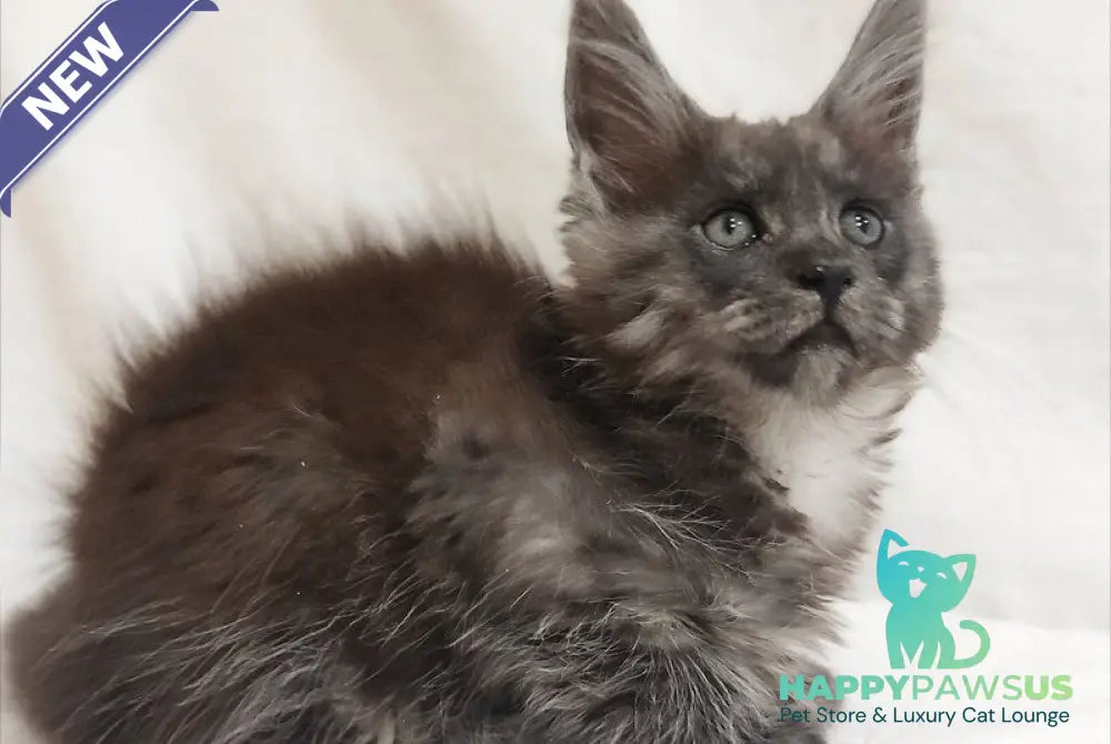 Dominika Maine Coon female black silver - live animals