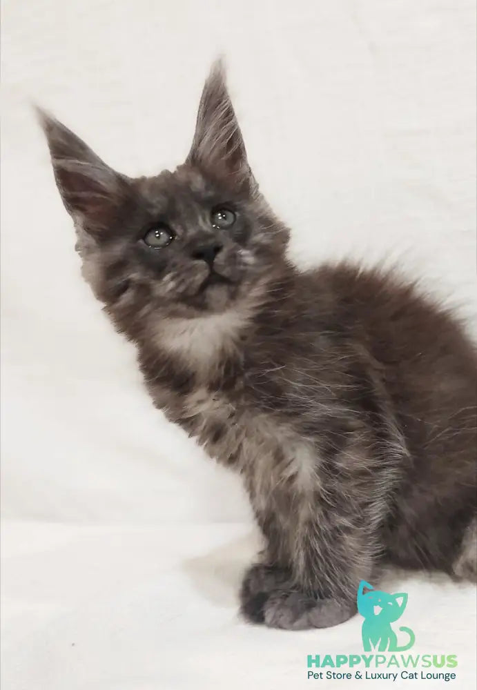 Dominika Maine Coon female black silver - live animals